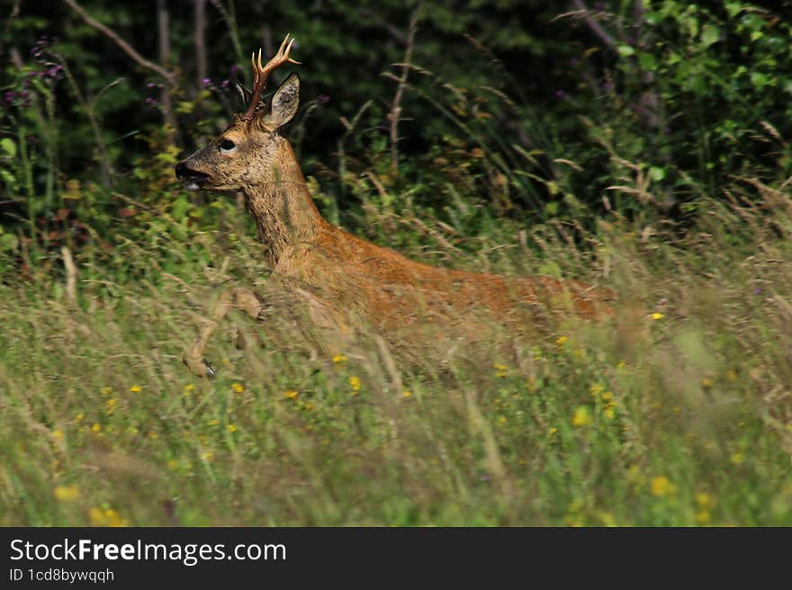 Roe deer running in the meadow