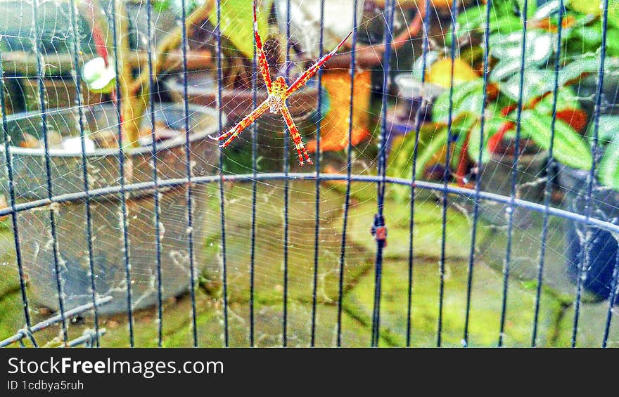 A spider making a web in a birdcage