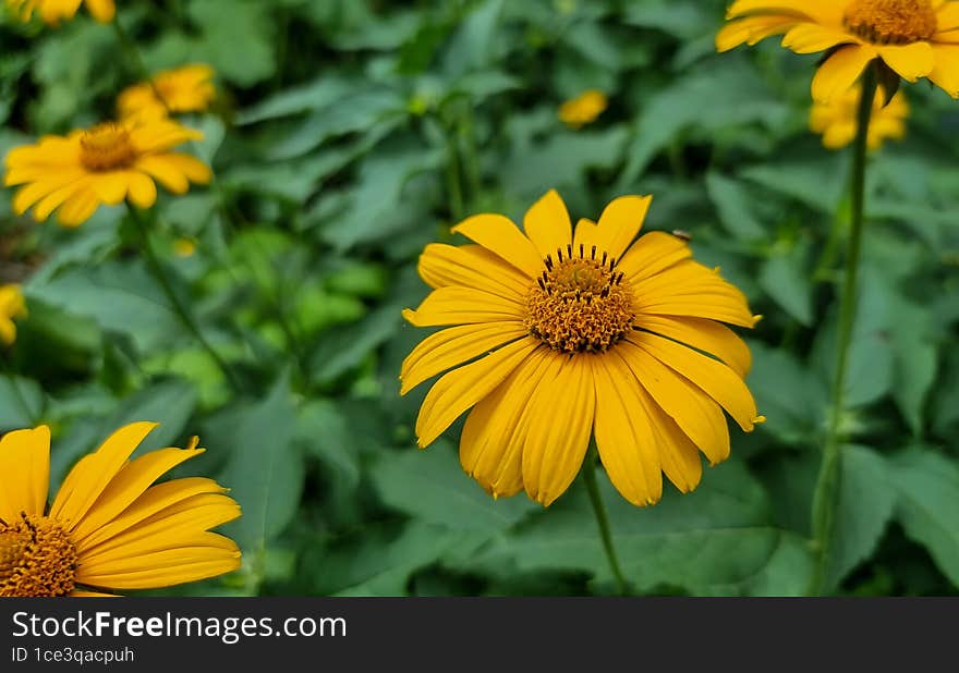 Mexican sunflower weed & x28 Tithonia diversifolia