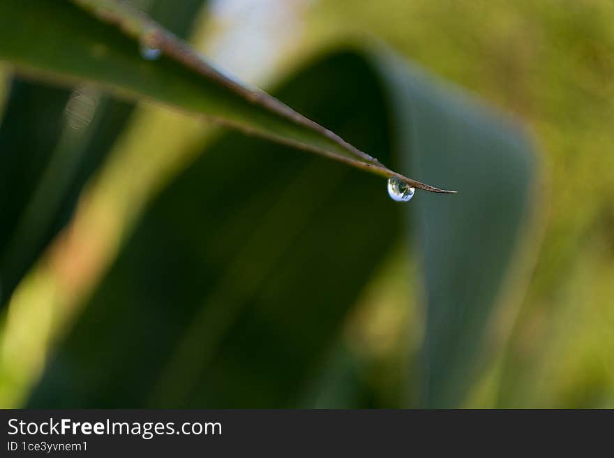 Water drop on a blade of grass. Shallow depth of field