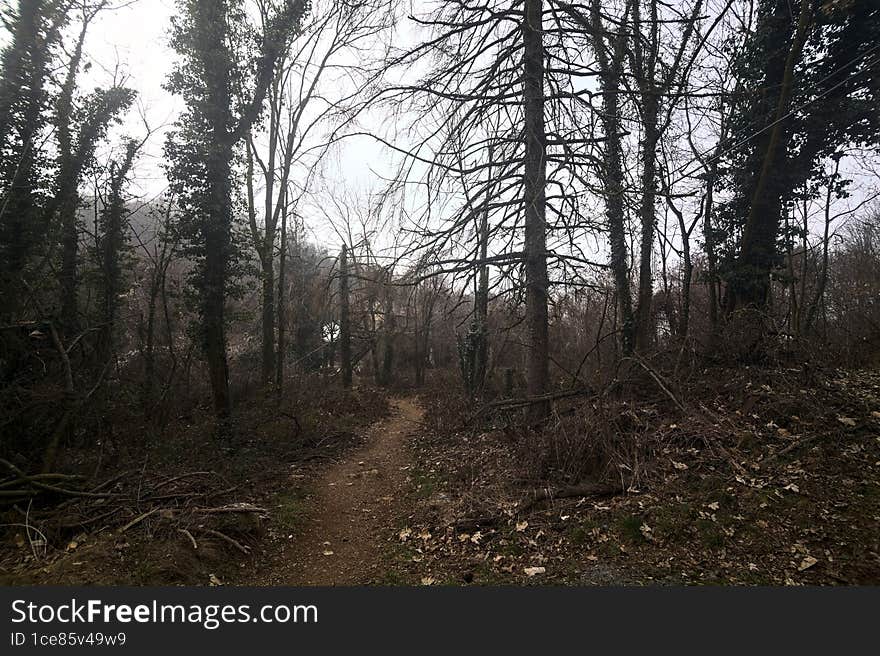 Trail covered by foliage in an alomst bare forest on a mountain on a cloudy day