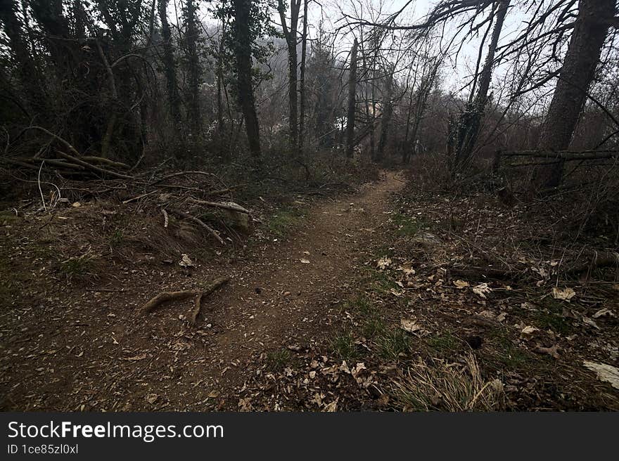 Trail covered by foliage in an alomst bare forest on a mountain on a cloudy day