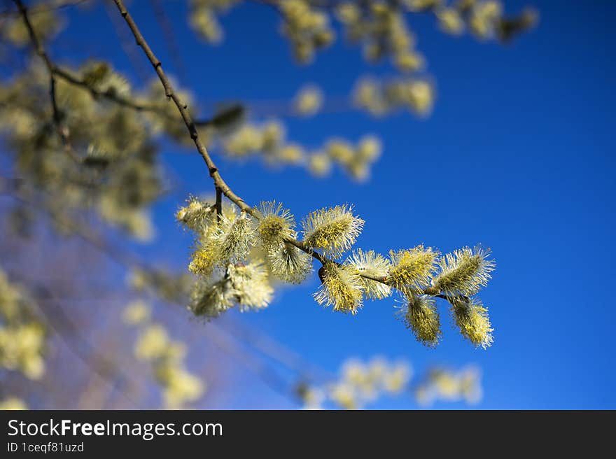 Yellow Flowers Of Salix Caprea Growing On A Branch In The Background Of A Blue Spring Sky