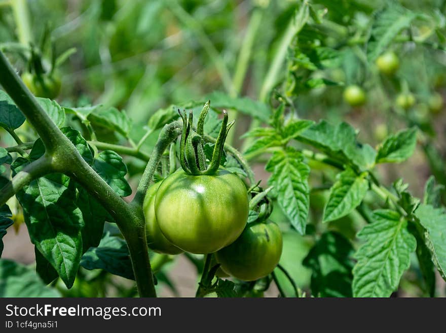 Green tomatoes growing in the garden. Green tomatoes growing in the garden