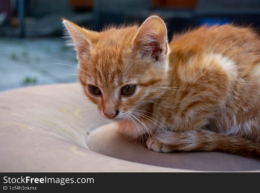 Little orange kitten lying on a chair in the garden. Selective focus