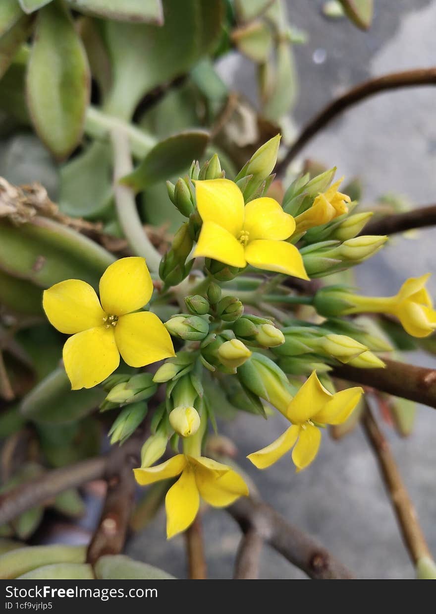 gifted garden flower yellow geeen