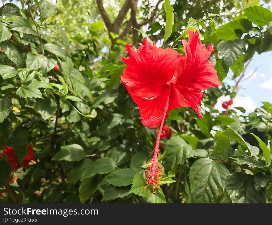 Red Flower On The Tree Branch