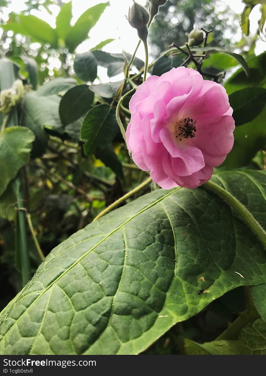 Red Rose Flower On The Plant