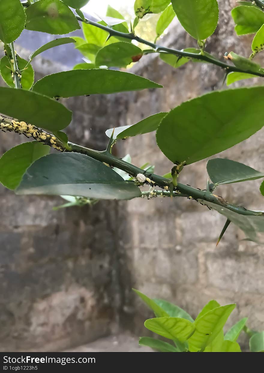 lomon tree branch with wall background