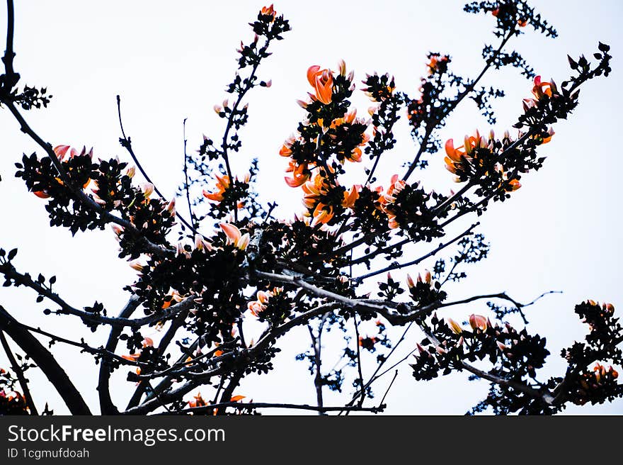 Parasa Flower Is Also Known As Dhak, Palas, Palash, Flame Of The Forest, Bastard Teak, Parrot Tree, Bengal Kino.