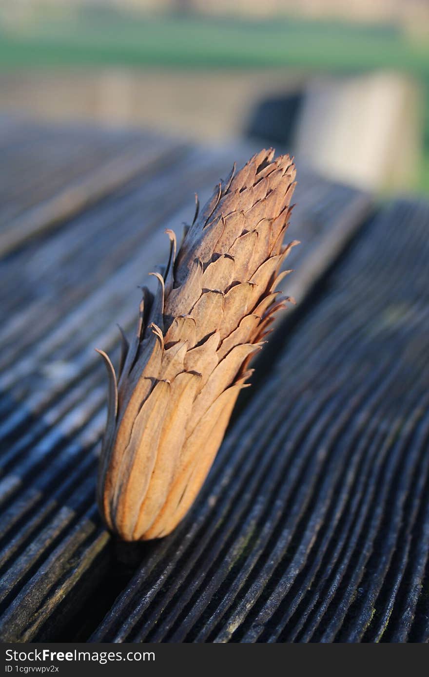 Close Up Of Individual Tree Cone