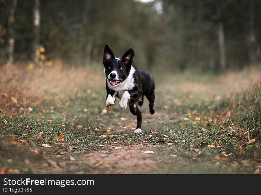 dog on the background of autumn forest, black and white dog, border collie breed