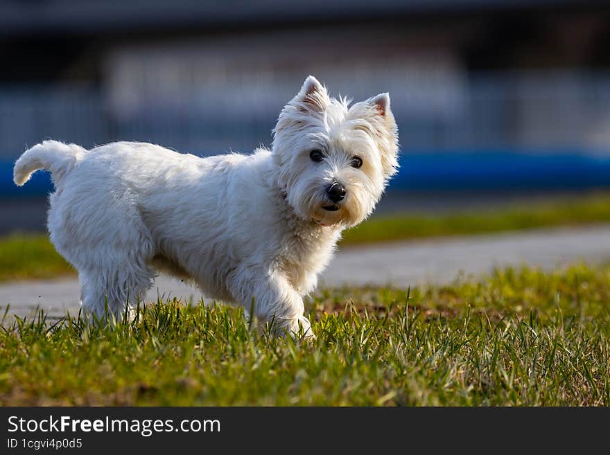 A small white dog standing on the lawn.West Highland white terrier