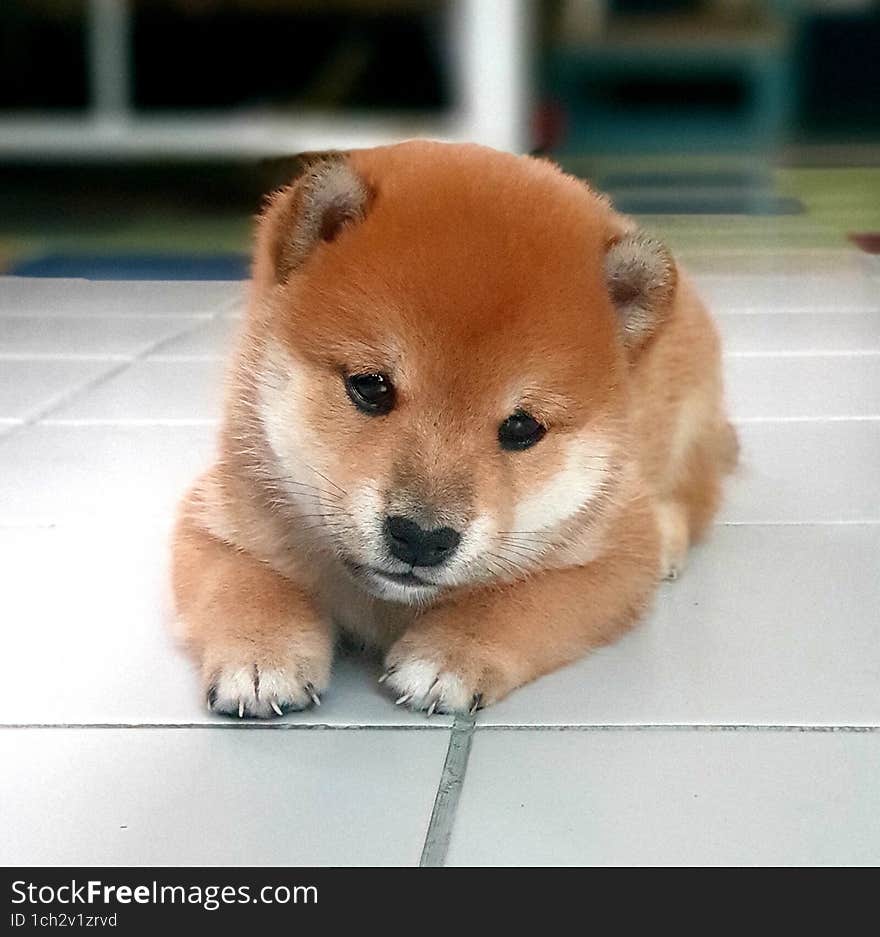 dog shiba cute puppy little boy