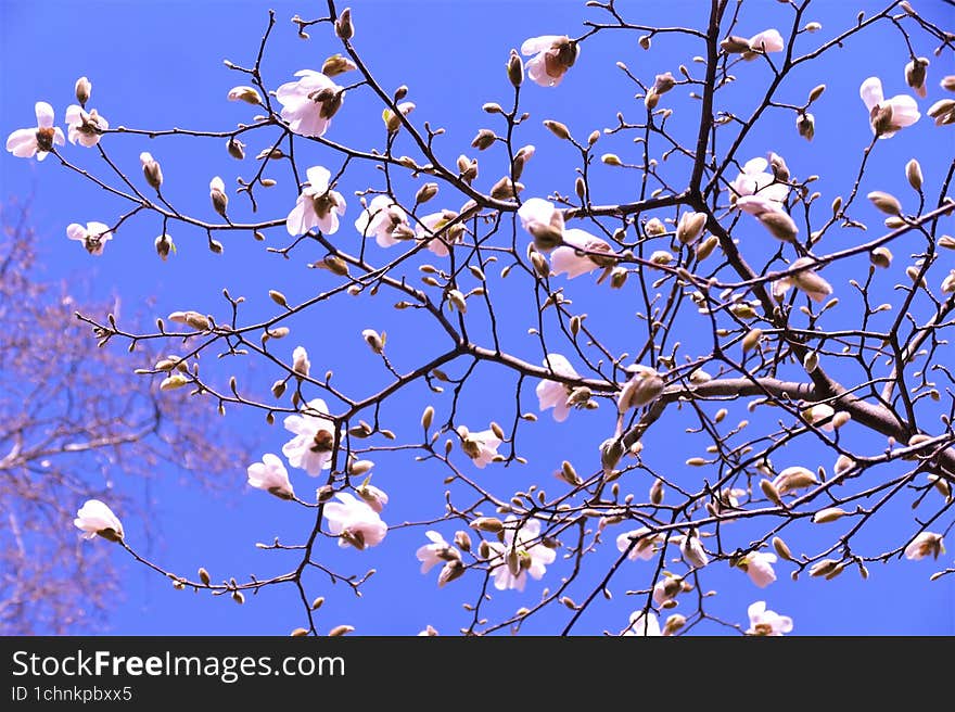 Beautiful magnolia branch on the blue sky background