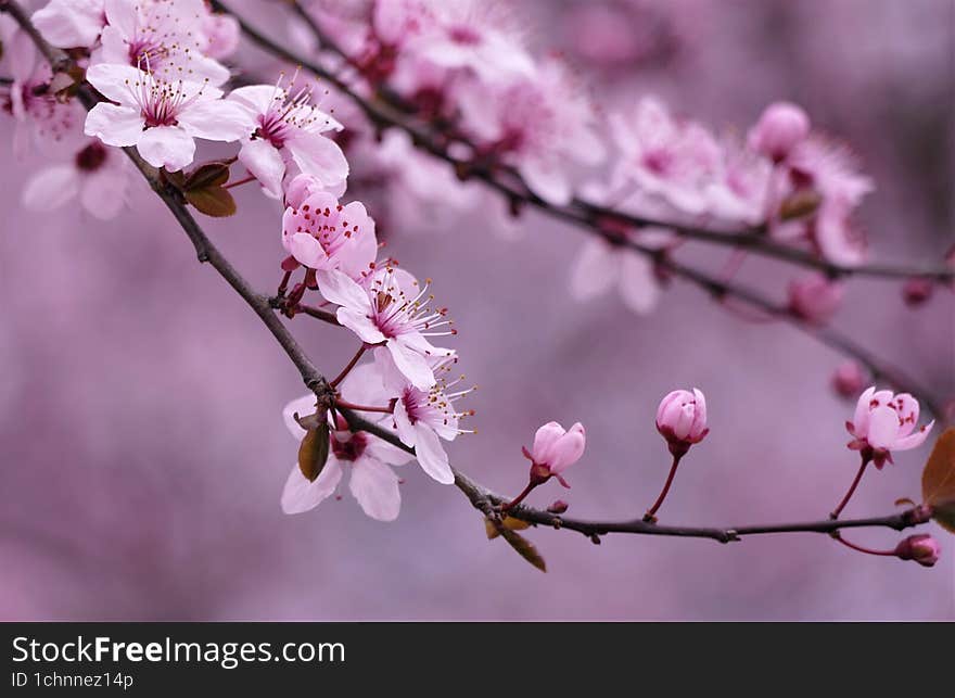 Beautiful Cherry Blossom Branch In Springtime