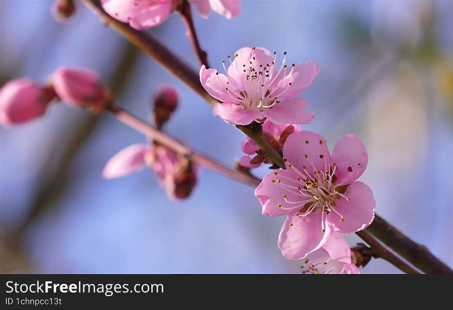 Pink cherry blossom branch in springtime