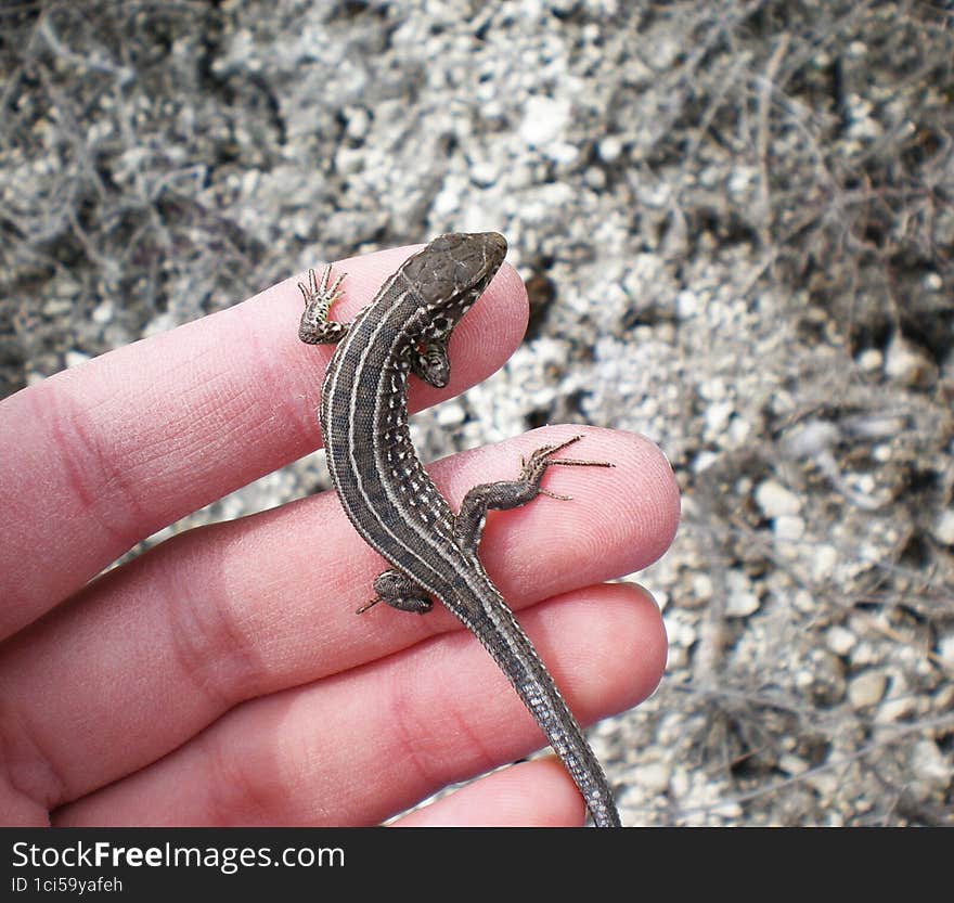 Litttle lizard from the steppe region on hand