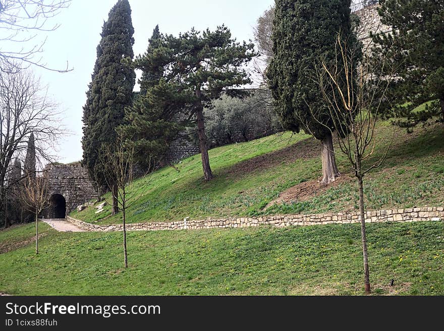 Trees on a slope next to a boundary wall in a park on a cloudy day