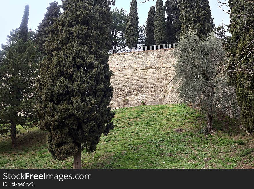 Trees On A Slope Next To A Boundary Wall In A Park On A Cloudy Day