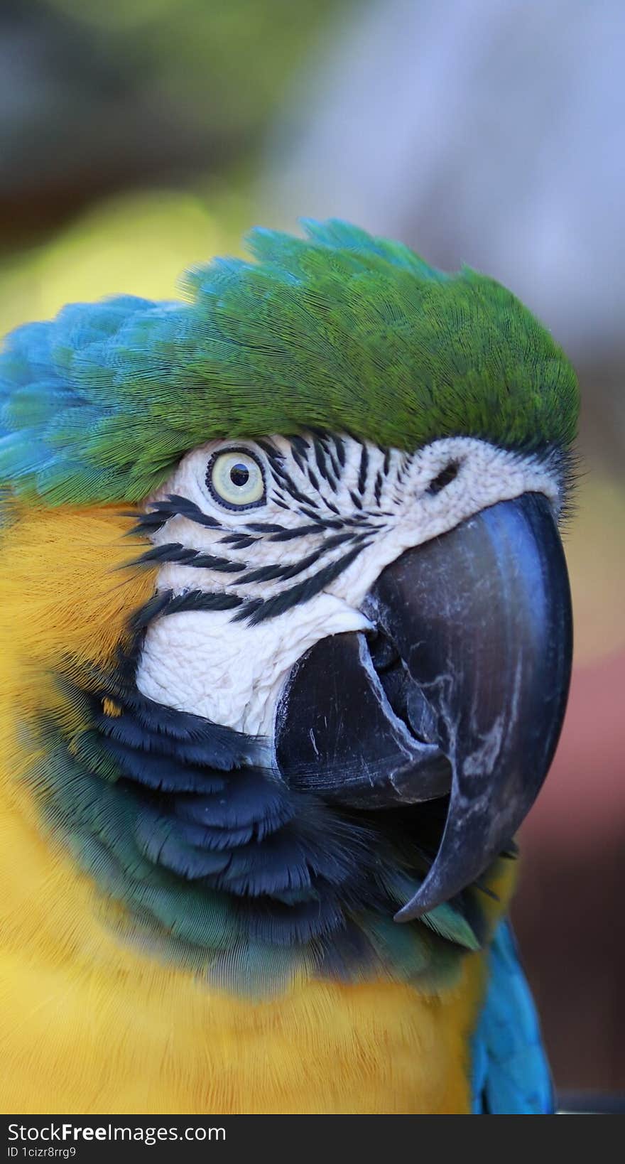 Close Up portrait of blue and yellow Macaw