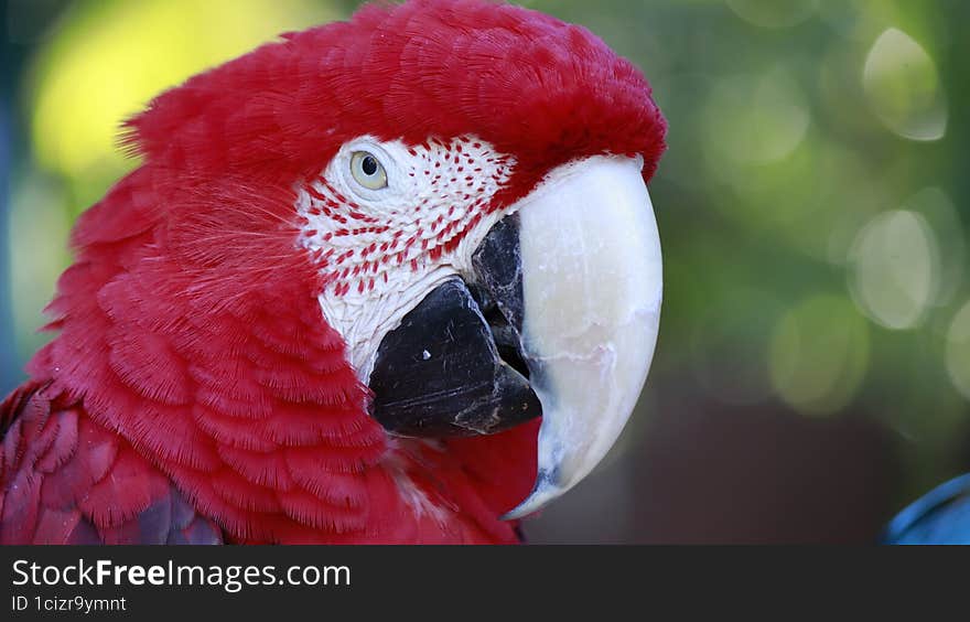 close up portrait of red Macaw