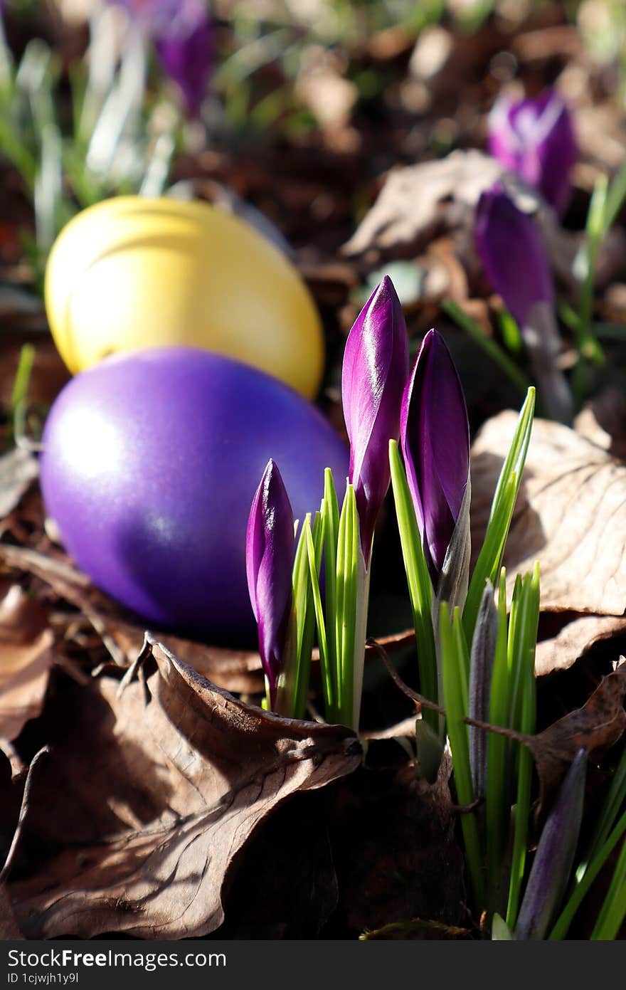 Easter is coming soon. Purple crocus buds and Easter egg.