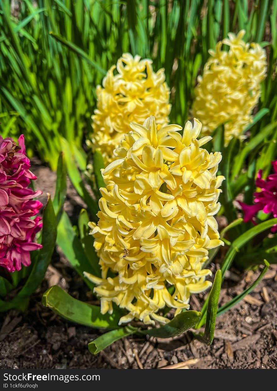 Bright Blooming Flowers On A Background Of Green Grass