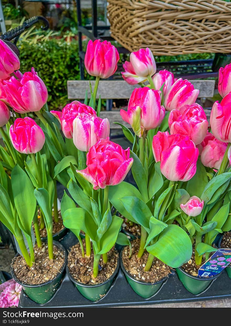 Pink tulips in pots closeup