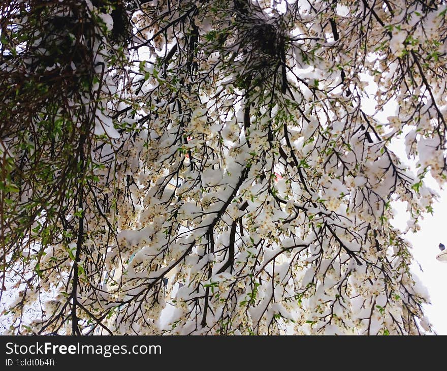 Blossom branches covered in April snow