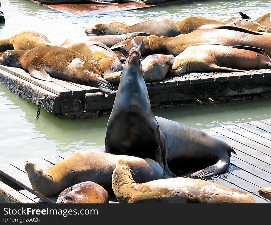 San Francisco: Sassy Sea Lions At Fisherman& x27 s Wharf