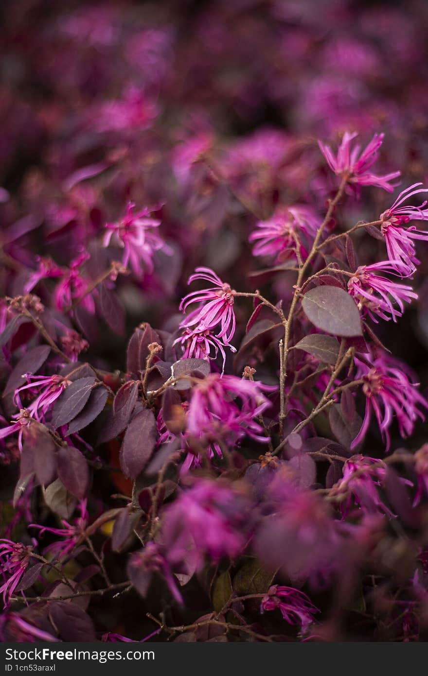 var Chinese plant flower rubrum. var Chinese plant flower rubrum