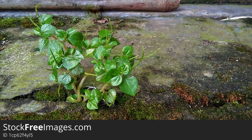 Peperomia Pellucida is a small, shallow annual root that is easy to find growing wild on the banks of waterways or dams and parks. Size is 15 to 45 cm. The stems are succulent, bright, fleshy, as are the rather thick but tender leaves