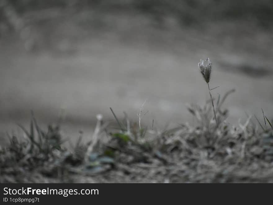 Grass with a Warm light