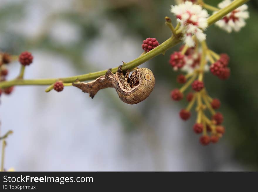 Mottled Umber Sitting on a plant