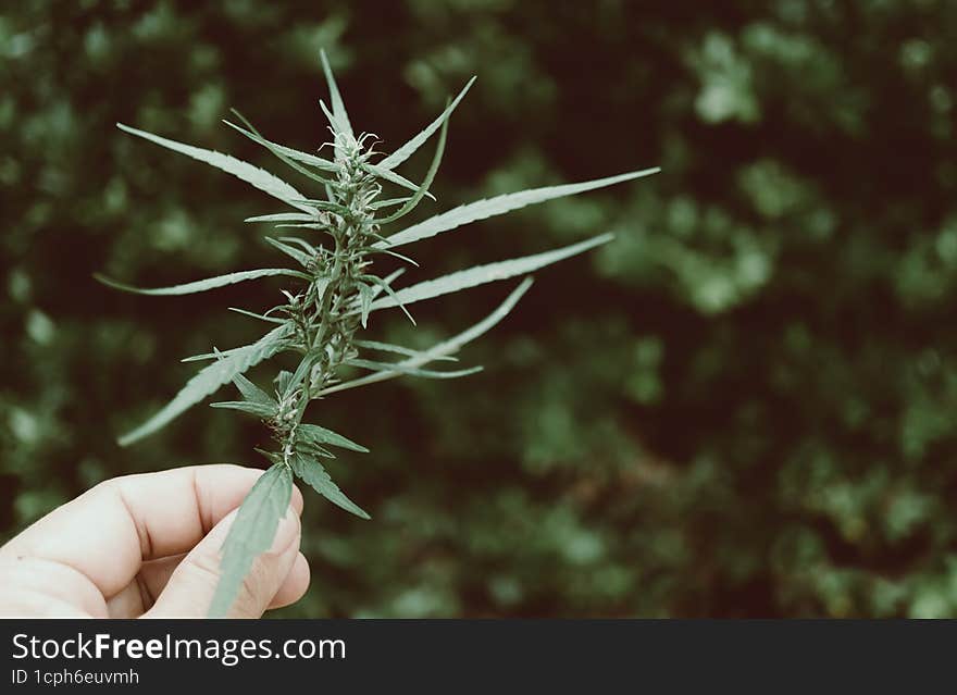 marijuana leaves on hand