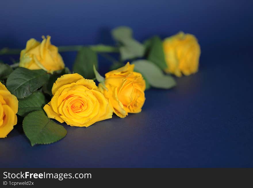 Yellow roses on a blue background