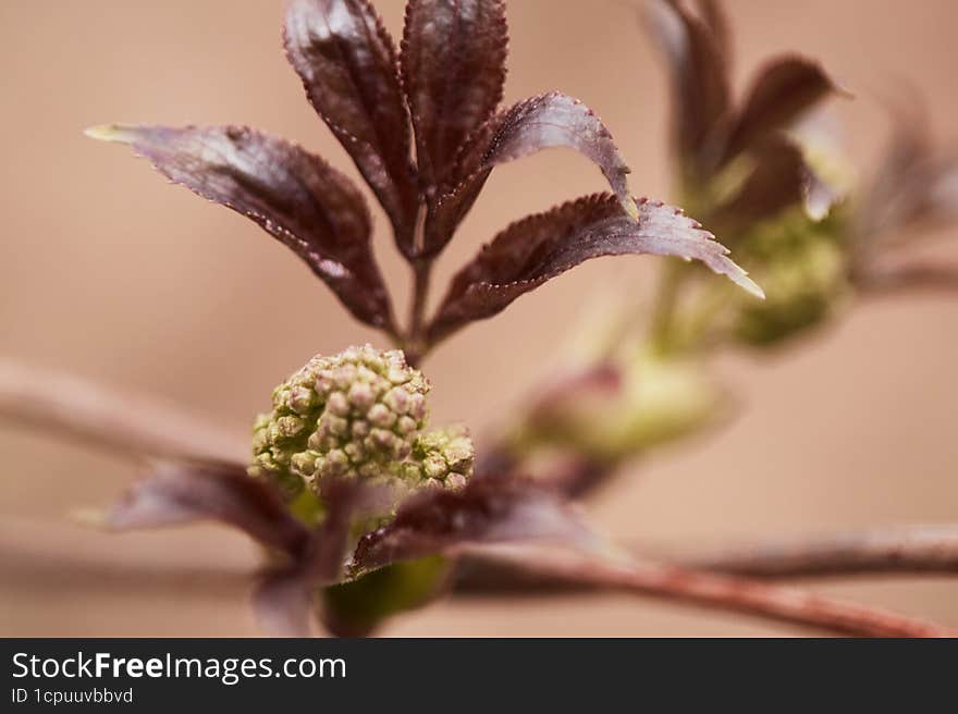 Beautiful flowering plants macro shot. Flowers, unusual, flora, nature, photo wallpaper, spring