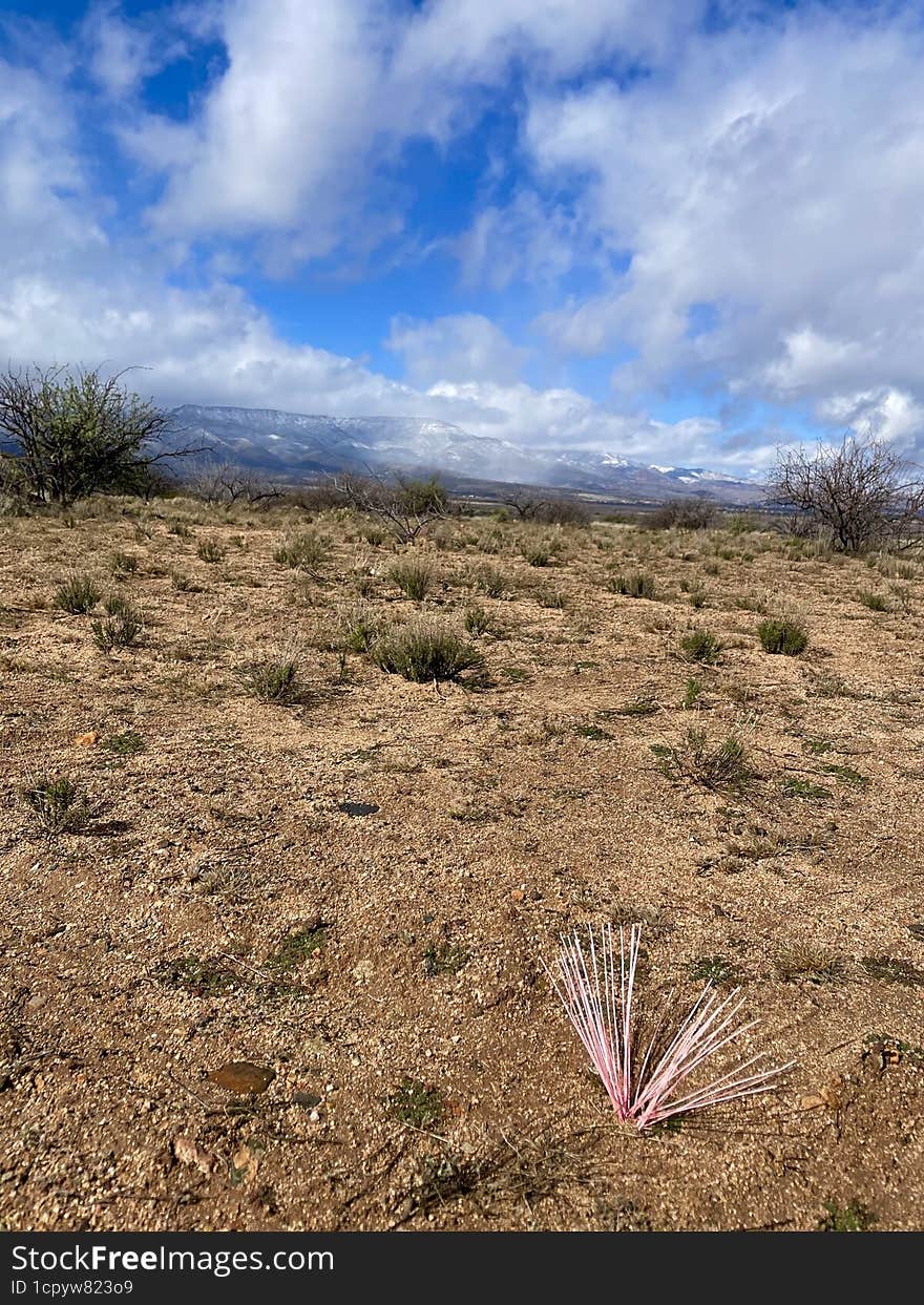 A pink plant shoots up from dry,brown desert soil. Can be used for captions or memes relating to being different,special,out of the ordinary. High Desert areas in southwestern United States boast a number of unusual species of plants. A pink plant shoots up from dry,brown desert soil. Can be used for captions or memes relating to being different,special,out of the ordinary. High Desert areas in southwestern United States boast a number of unusual species of plants.