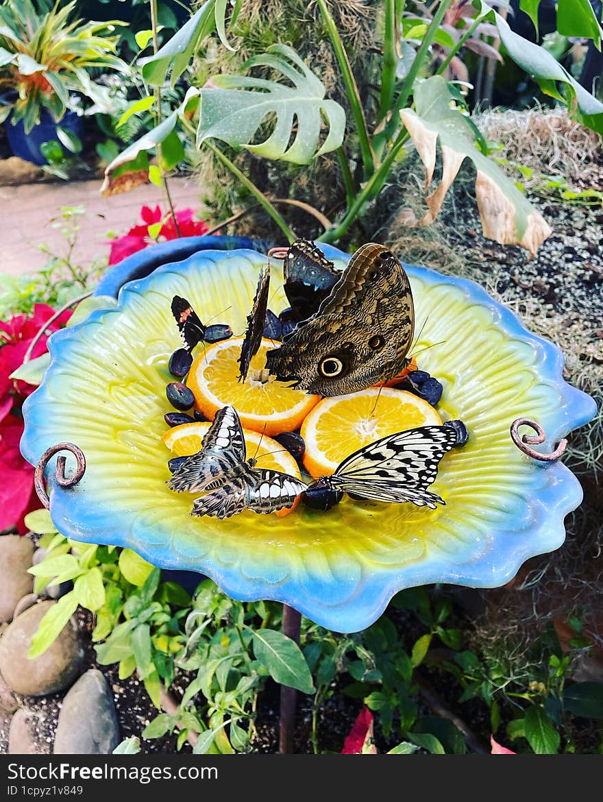 Butterflies feeding on Fruit