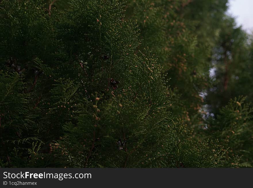 Green branches of a coniferous tree