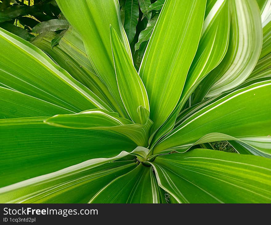 Leaves with two colors green and white