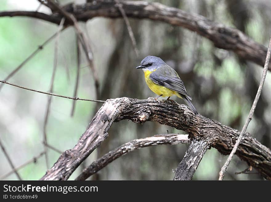 Australian Yellow Robin Perched On A Branch