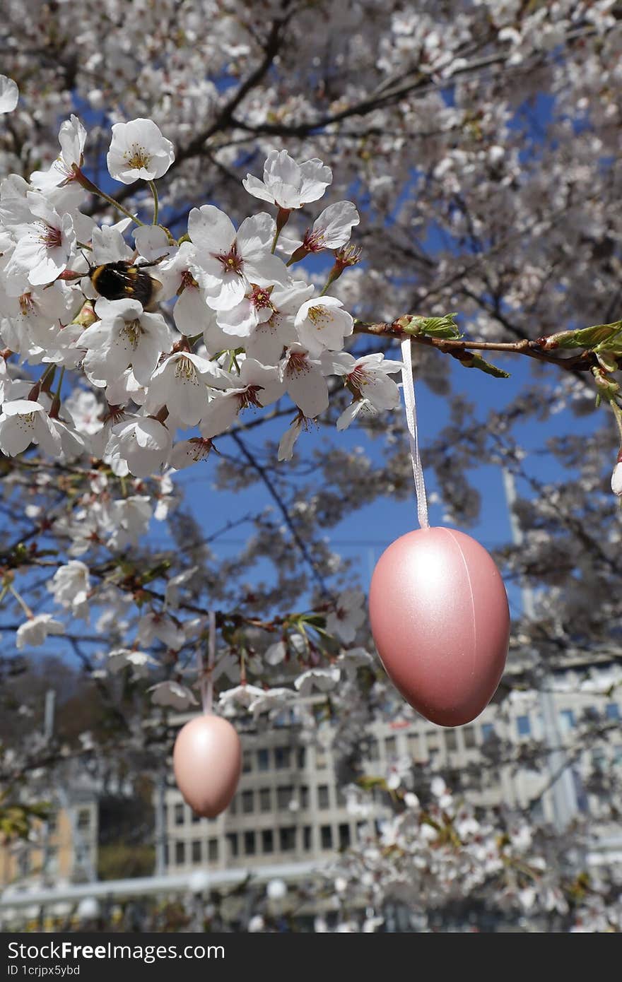 A flowering tree in spring on the eve of Easter. Vertical. It was even more decorated with Easter eggs. A bee works hard collecting honey. Near the railway station in St.Gallen. Switzerland.