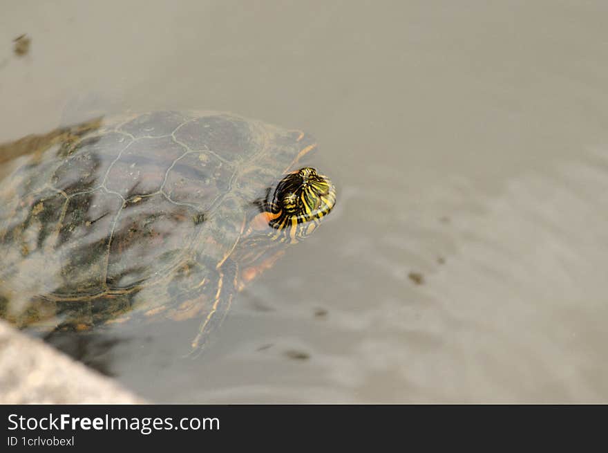 semi-aquatic tortoise from America, it lives up to 35 years in captivity and up to 30 years in the wild...