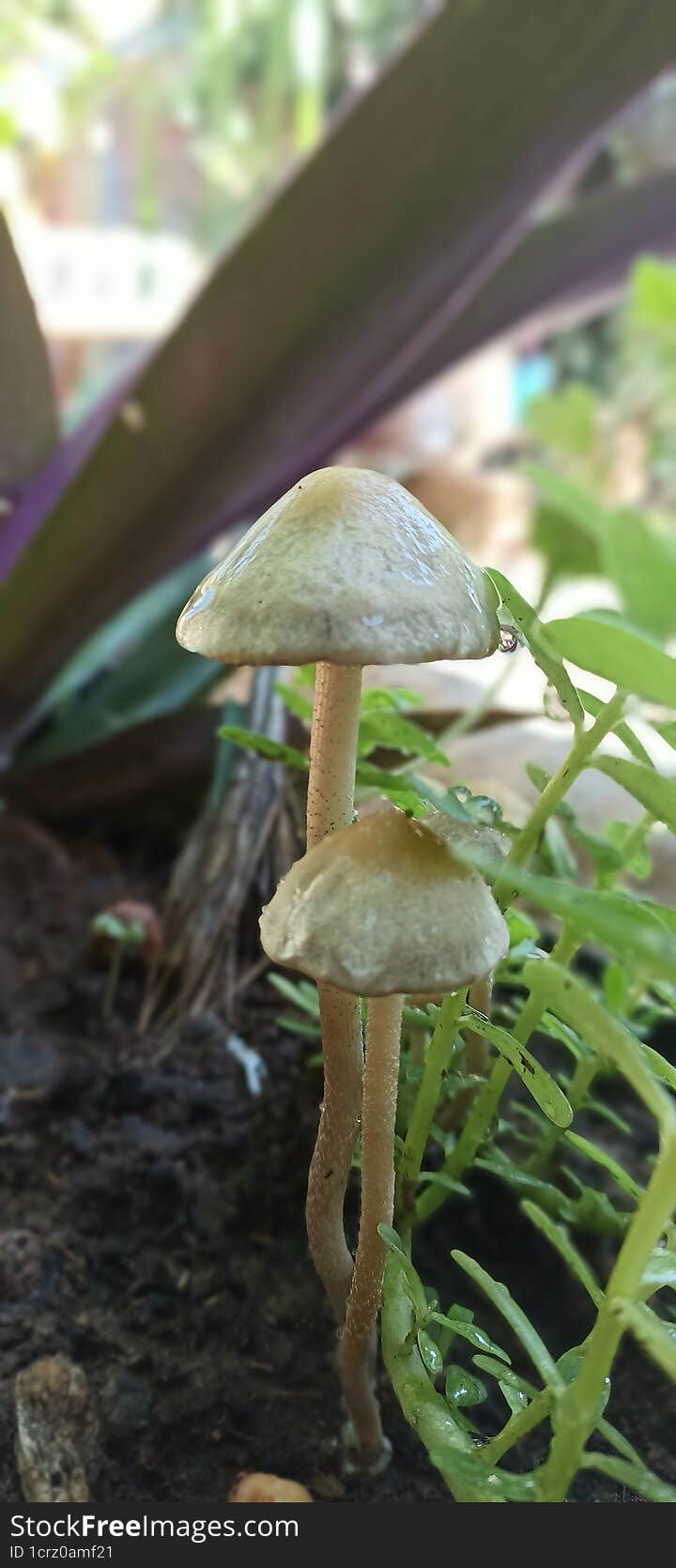 Inedible mushrooms. Photographed on potted.