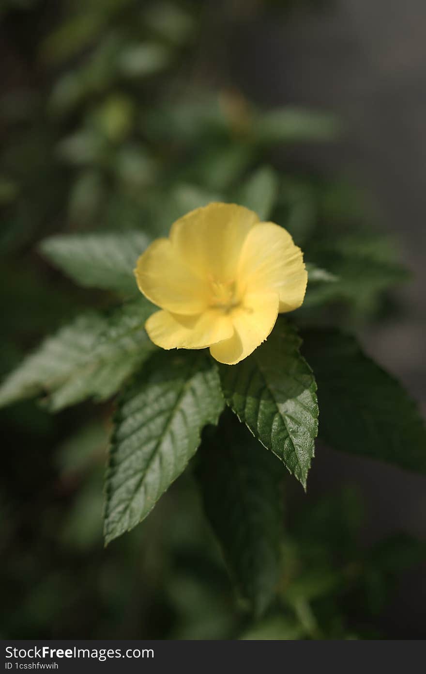 yellow flower with green leaf