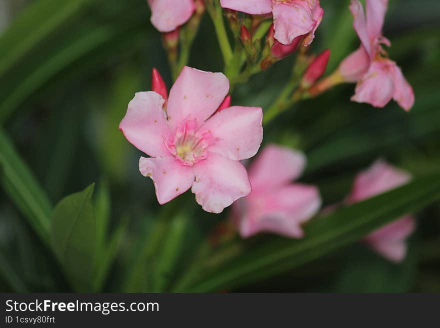 Flowers During Monsoon In Indian Village