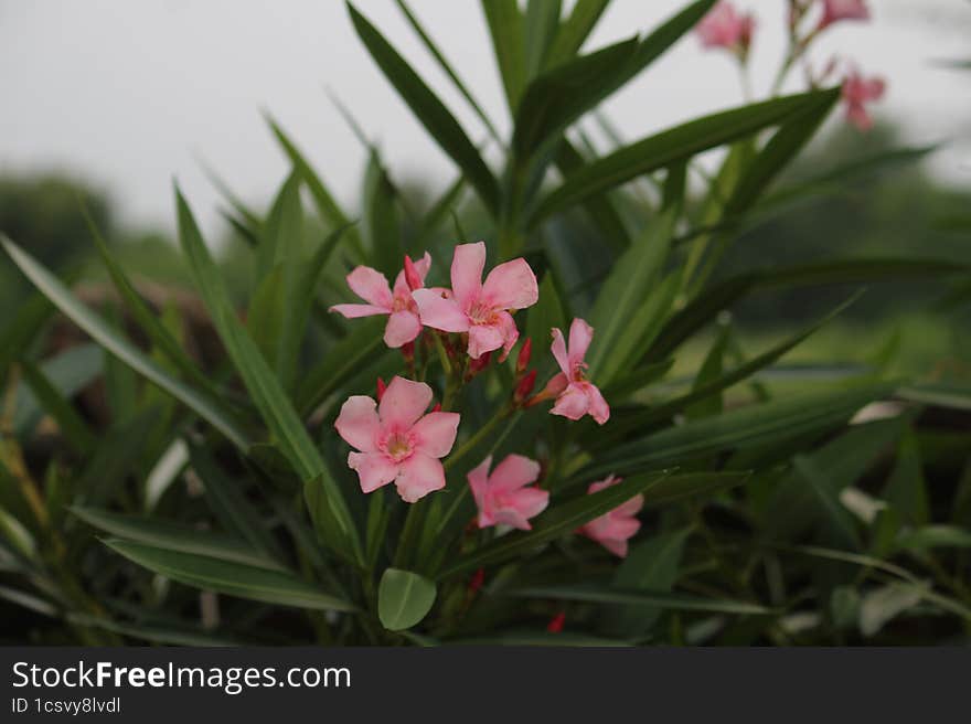 flowers in Indian village during monsoon