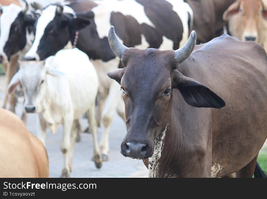 in Indian village black and browns cows are back home after feed